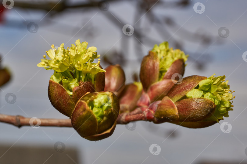 Скачать Распускаются цветочные почки клена остролистного (лат. Acer platanoides). фотосток Ozero