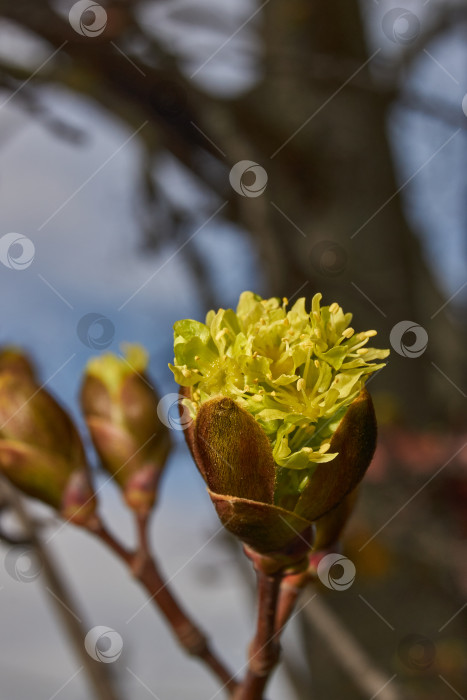 Скачать Распускаются цветочные почки клена остролистного (лат. Acer platanoides). фотосток Ozero