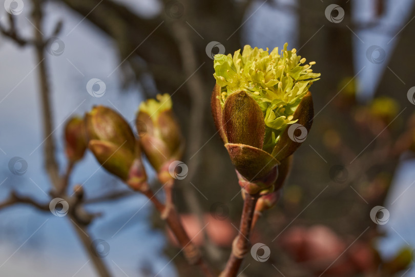 Скачать Распускаются цветочные почки клена остролистного (лат. Acer platanoides). фотосток Ozero