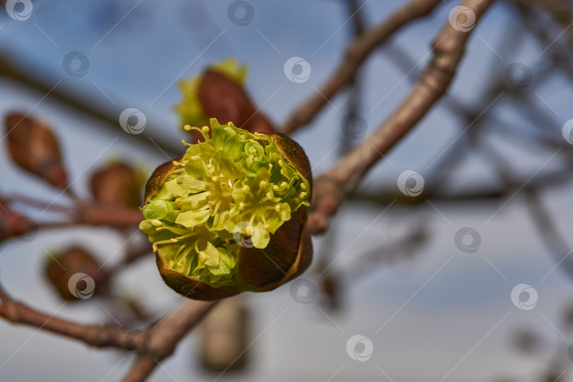 Скачать Распускаются цветочные почки клена остролистного (лат. Acer platanoides). фотосток Ozero