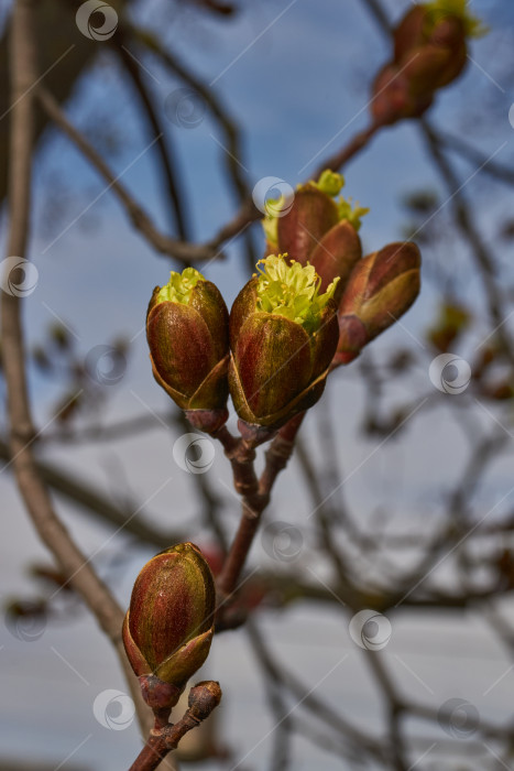 Скачать Распускаются цветочные почки клена остролистного (лат. Acer platanoides). фотосток Ozero