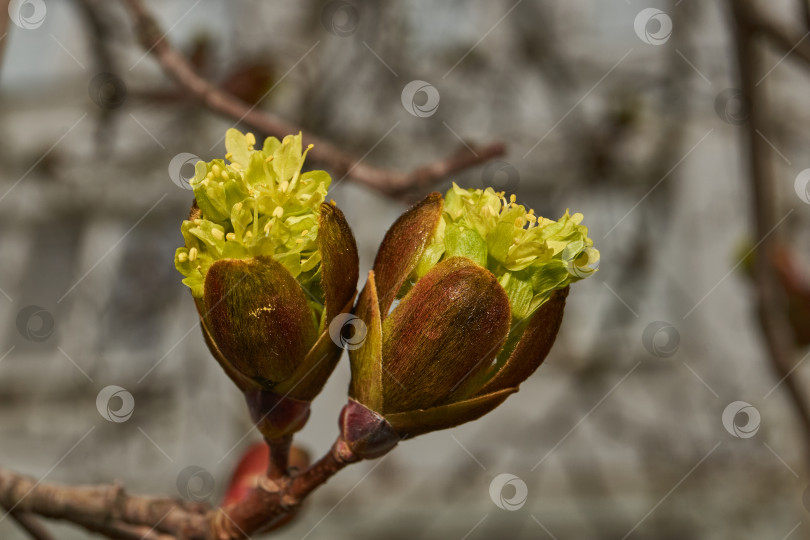 Скачать Распускаются цветочные почки клена остролистного (лат. Acer platanoides). фотосток Ozero