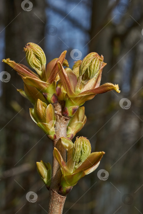 Скачать Из листовых почек клена остролистного (лат. Acer platanoides) распустились листья. фотосток Ozero