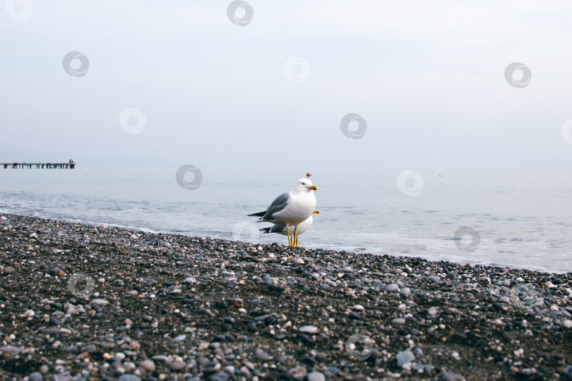 Скачать Чайка на морском берегу фотосток Ozero