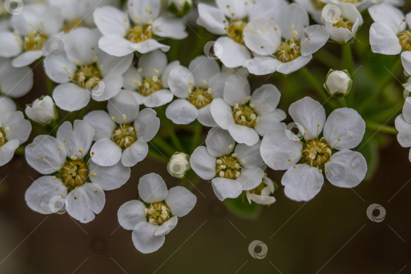 Скачать цветок спирея фотосток Ozero