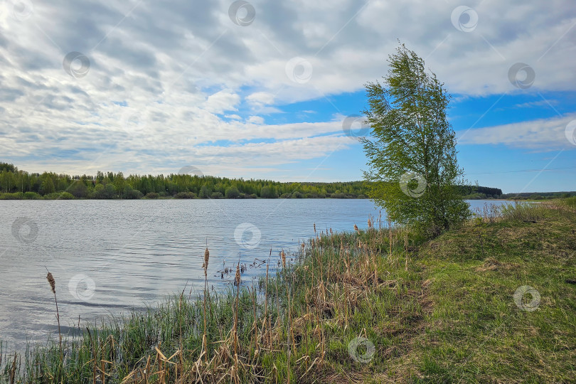 Скачать береза на берегу озера фотосток Ozero