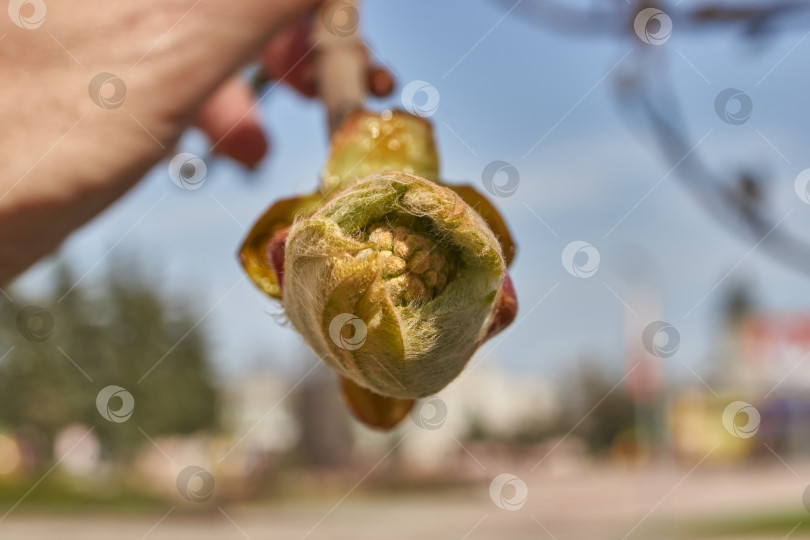 Скачать На каштане распускаются бутоны и появляются соцветия. фотосток Ozero