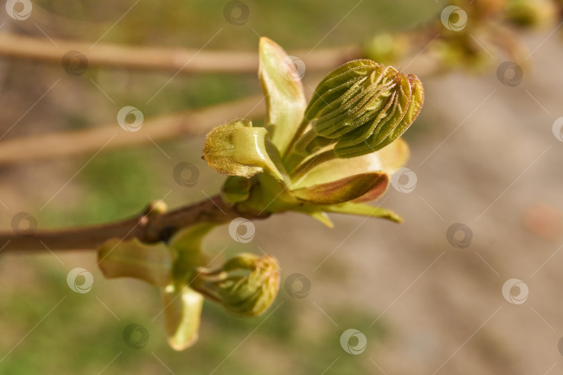 Скачать Из листовых почек клена остролистного (лат. Acer platanoides) распустились листья. фотосток Ozero