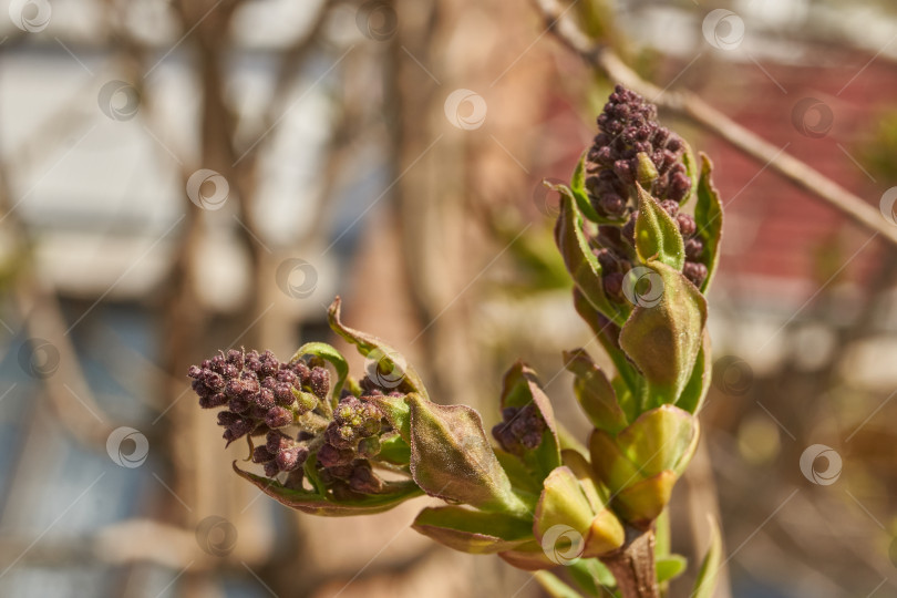 Скачать Распускаются бутоны сирени. Бутоны сирени (лат. Syringa vulgaris) в лучах весеннего солнца. фотосток Ozero
