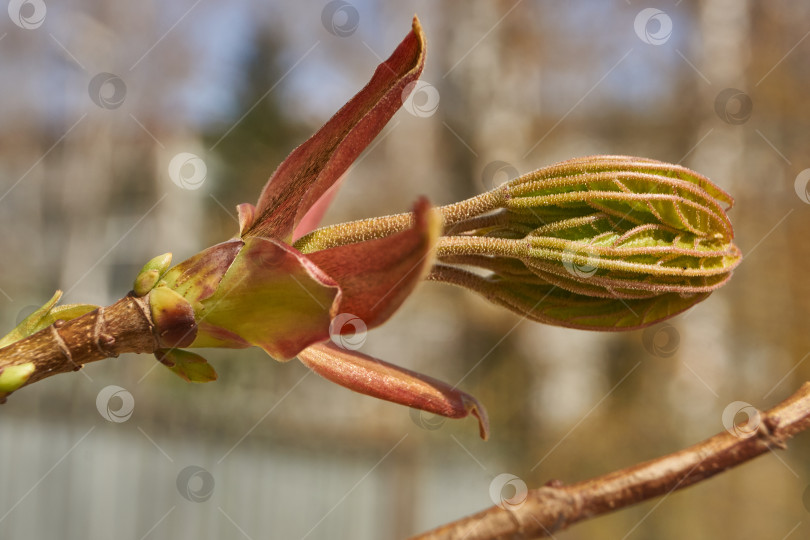 Скачать Из листовых почек клена остролистного (лат. Acer platanoides) распустились листья. фотосток Ozero