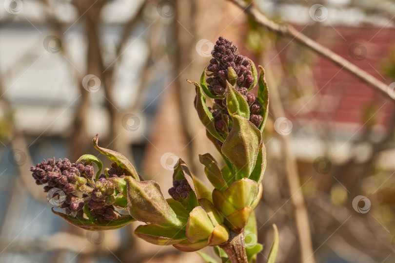 Скачать Распускаются бутоны сирени. Бутоны сирени (лат. Syringa vulgaris) в лучах весеннего солнца. фотосток Ozero