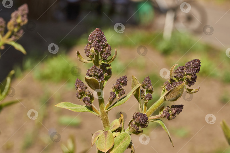 Скачать Распускаются бутоны сирени. Бутоны сирени (лат. Syringa vulgaris) в лучах весеннего солнца. фотосток Ozero