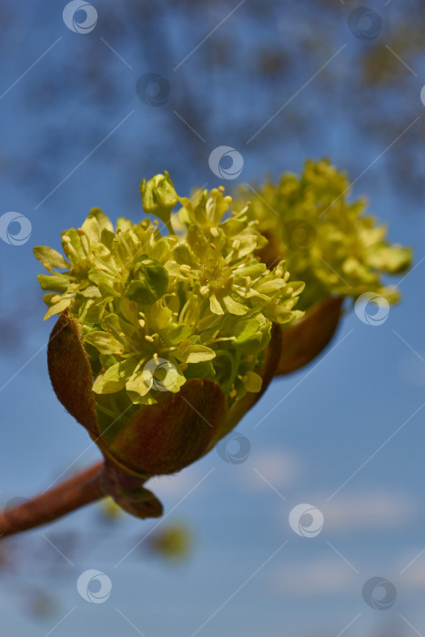 Скачать Распускаются цветочные почки клена остролистного (лат. Acer platanoides). фотосток Ozero