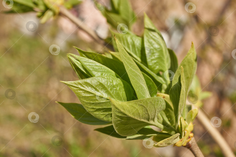 Скачать Распускаются бутоны сирени. Бутоны сирени (лат. Syringa vulgaris) в лучах весеннего солнца. фотосток Ozero