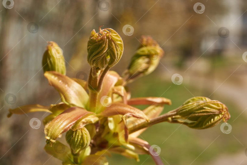 Скачать Из листовых почек клена остролистного (лат. Acer platanoides) распустились листья. фотосток Ozero