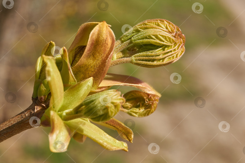 Скачать Из листовых почек клена остролистного (лат. Acer platanoides) распустились листья. фотосток Ozero