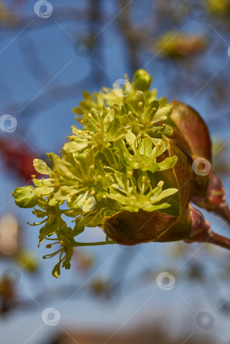 Скачать Распускаются цветочные почки клена остролистного (лат. Acer platanoides). фотосток Ozero