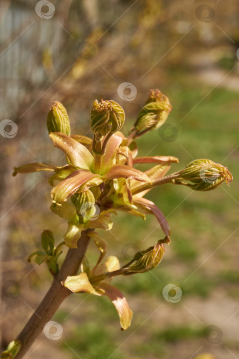 Скачать Из листовых почек клена остролистного (лат. Acer platanoides) распустились листья. фотосток Ozero