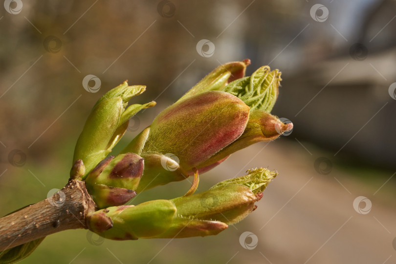 Скачать Из листовых почек клена остролистного (лат. Acer platanoides) распустились листья. фотосток Ozero