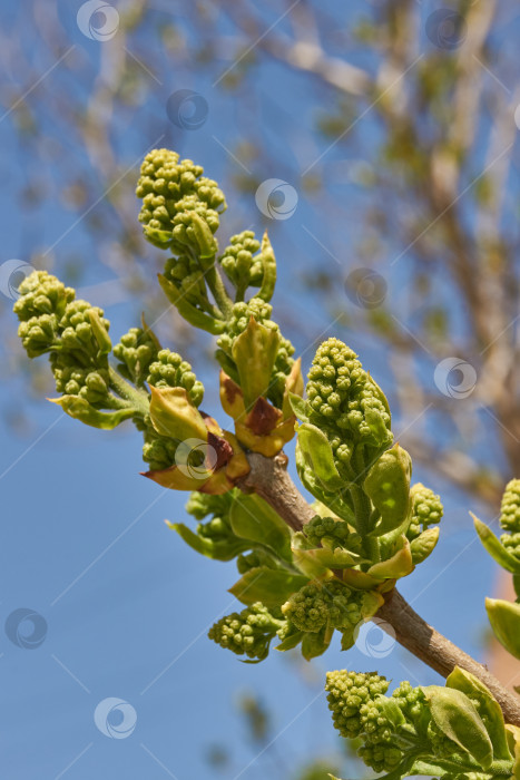 Скачать Распускаются бутоны сирени. Бутоны сирени (лат. Syringa vulgaris) в лучах весеннего солнца. фотосток Ozero