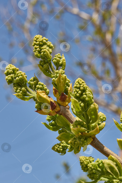 Скачать Распускаются бутоны сирени. Бутоны сирени (лат. Syringa vulgaris) в лучах весеннего солнца. фотосток Ozero