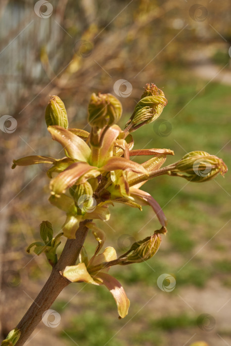 Скачать Из листовых почек клена остролистного (лат. Acer platanoides) распустились листья. фотосток Ozero