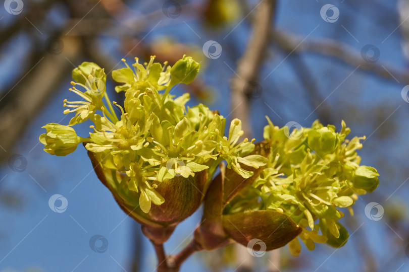Скачать Распускаются цветочные почки клена остролистного (лат. Acer platanoides). фотосток Ozero