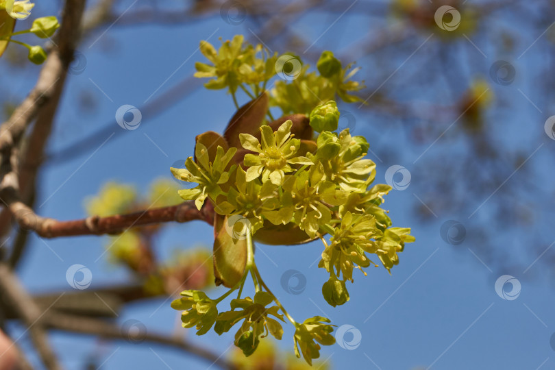 Скачать Распускаются цветочные почки клена остролистного (лат. Acer platanoides). фотосток Ozero