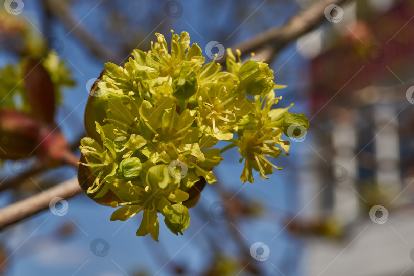 Скачать Распускаются цветочные почки клена остролистного (лат. Acer platanoides). фотосток Ozero