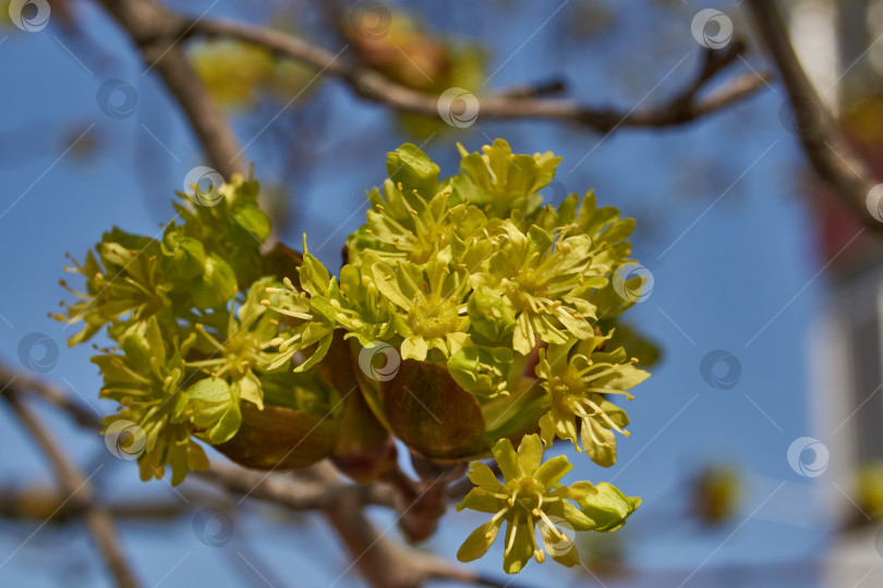 Скачать Распускаются цветочные почки клена остролистного (лат. Acer platanoides). фотосток Ozero