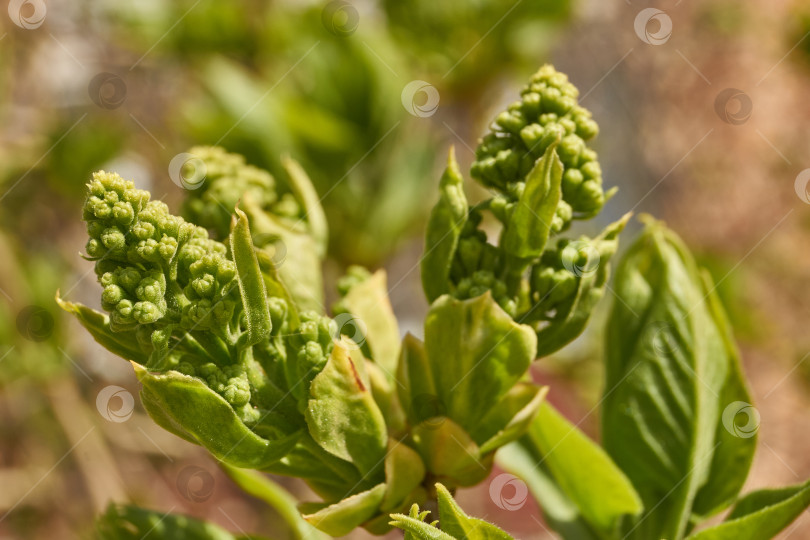 Скачать Распускаются бутоны сирени. Бутоны сирени (лат. Syringa vulgaris) в лучах весеннего солнца. фотосток Ozero