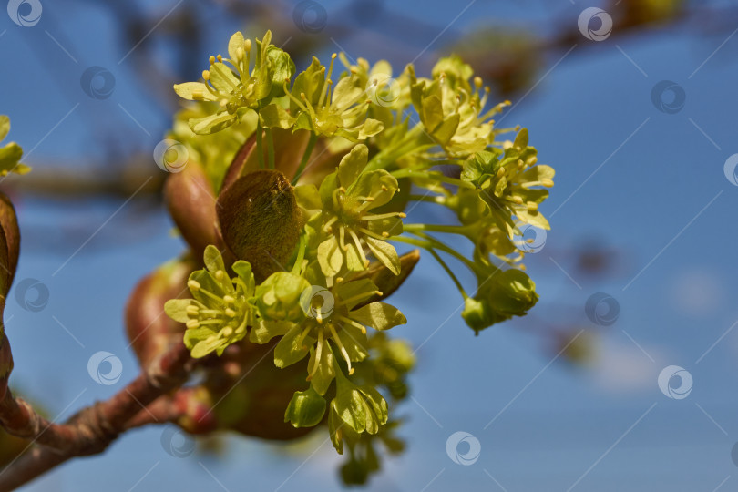 Скачать Распускаются цветочные почки клена остролистного (лат. Acer platanoides). фотосток Ozero