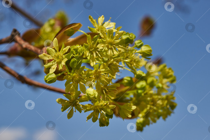 Скачать Распускаются цветочные почки клена остролистного (лат. Acer platanoides). фотосток Ozero