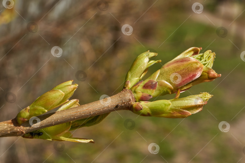 Скачать Из листовых почек клена остролистного (лат. Acer platanoides) распустились листья. фотосток Ozero