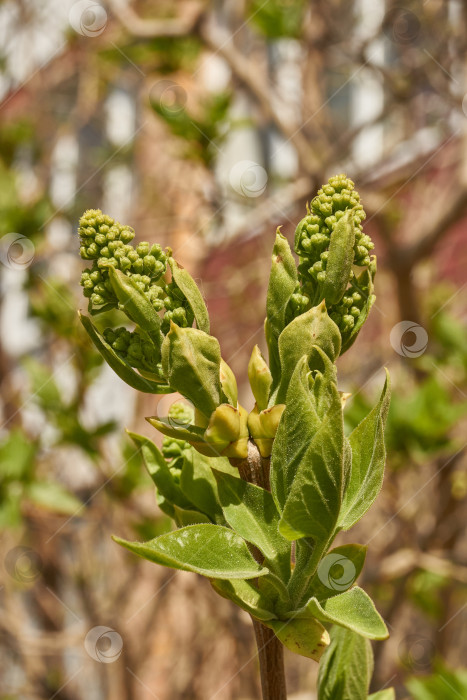 Скачать Распускаются бутоны сирени. Бутоны сирени (лат. Syringa vulgaris) в лучах весеннего солнца. фотосток Ozero