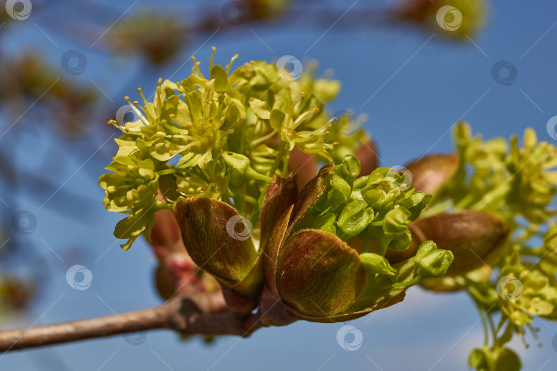 Скачать Распускаются цветочные почки клена остролистного (лат. Acer platanoides). фотосток Ozero