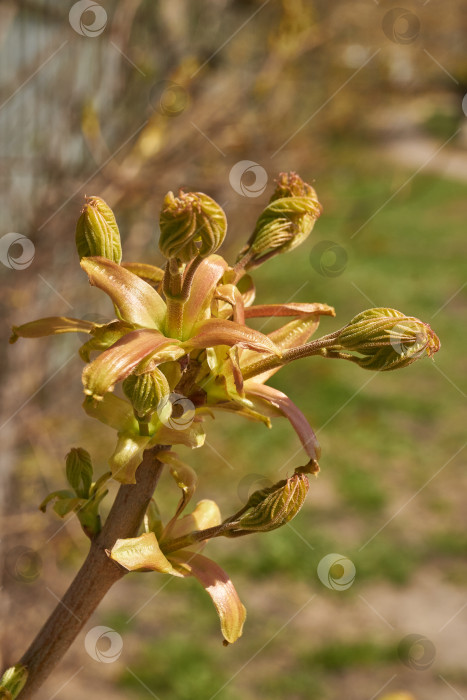 Скачать Из листовых почек клена остролистного (лат. Acer platanoides) распустились листья. фотосток Ozero
