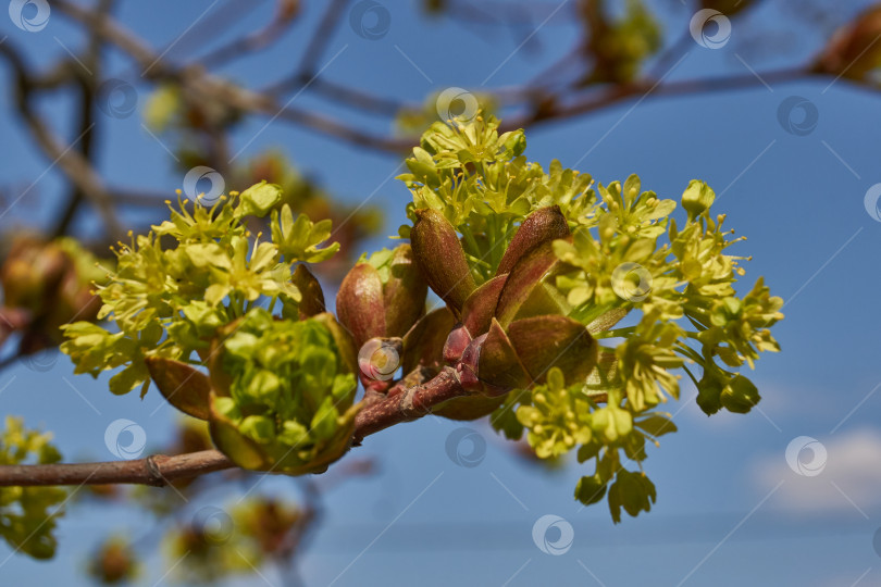 Скачать Распускаются цветочные почки клена остролистного (лат. Acer platanoides). фотосток Ozero