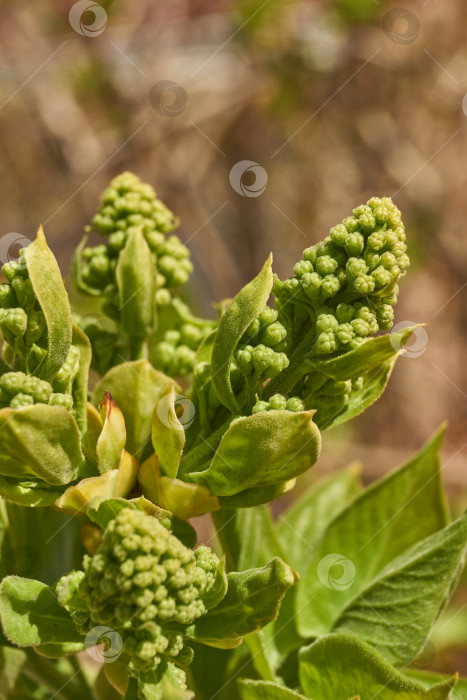 Скачать Распускаются бутоны сирени. Бутоны сирени (лат. Syringa vulgaris) в лучах весеннего солнца. фотосток Ozero