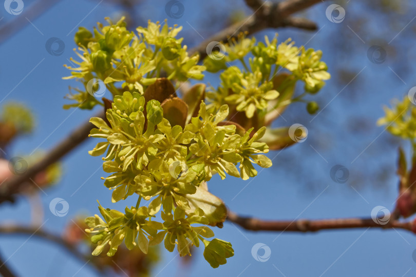 Скачать Распускаются цветочные почки клена остролистного (лат. Acer platanoides). фотосток Ozero