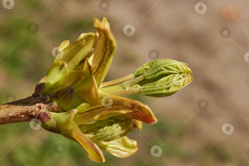 Скачать Из листовых почек клена остролистного (лат. Acer platanoides) распустились листья. фотосток Ozero