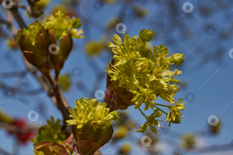 Скачать Распускаются цветочные почки клена остролистного (лат. Acer platanoides). фотосток Ozero