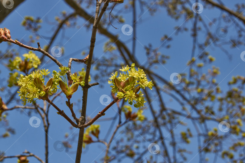 Скачать Распускаются цветочные почки клена остролистного (лат. Acer platanoides). фотосток Ozero