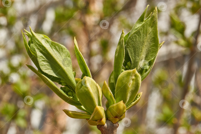 Скачать Распускаются бутоны сирени. Бутоны сирени (лат. Syringa vulgaris) в лучах весеннего солнца. фотосток Ozero
