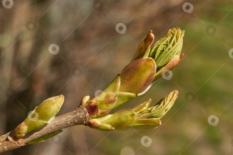 Скачать Из листовых почек клена остролистного (лат. Acer platanoides) распустились листья. фотосток Ozero