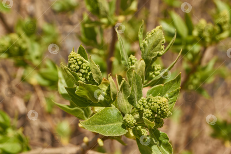 Скачать Распускаются бутоны сирени. Бутоны сирени (лат. Syringa vulgaris) в лучах весеннего солнца. фотосток Ozero
