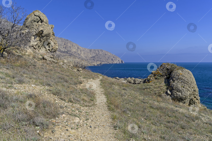 Скачать Тропика, бегущая вдоль морского берега. фотосток Ozero