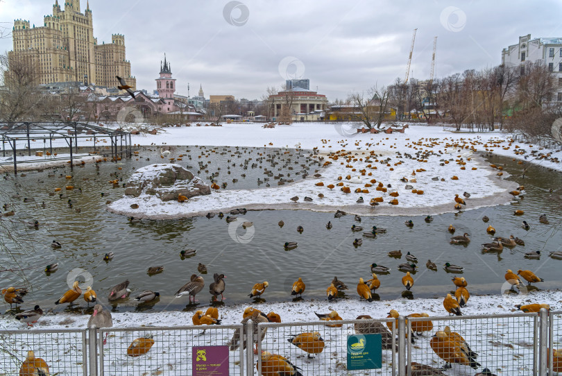 Скачать Водоплавающие птицы на пруду в зоопарке. фотосток Ozero