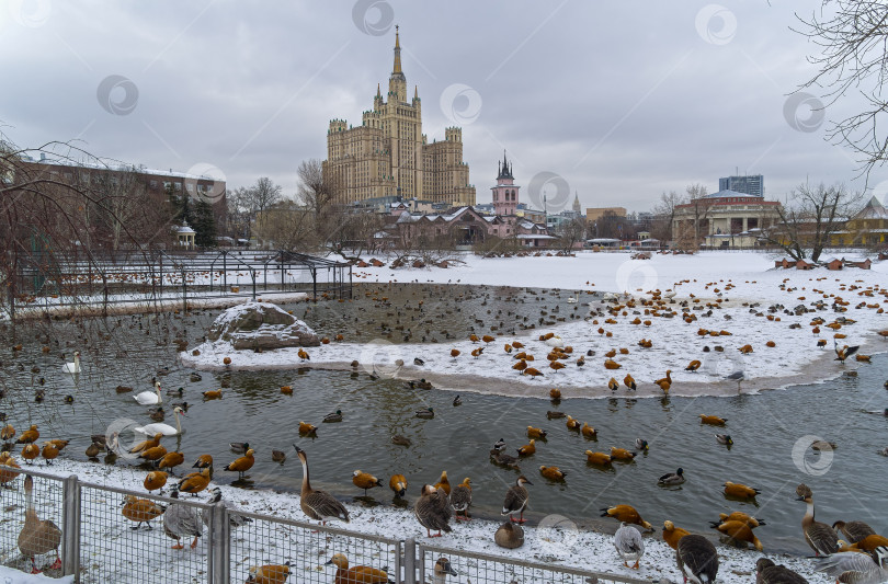 Скачать Водоплавающие птицы на пруду в зоопарке. фотосток Ozero