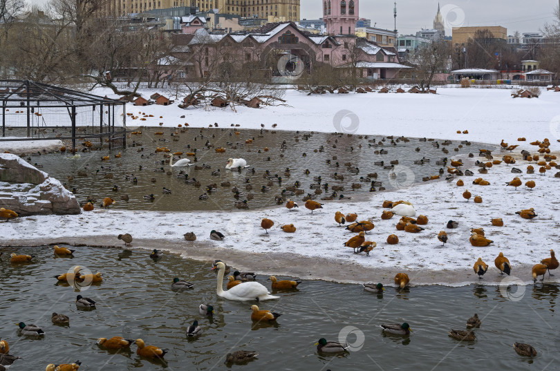 Скачать Водоплавающие птицы на пруду в зоопарке. фотосток Ozero